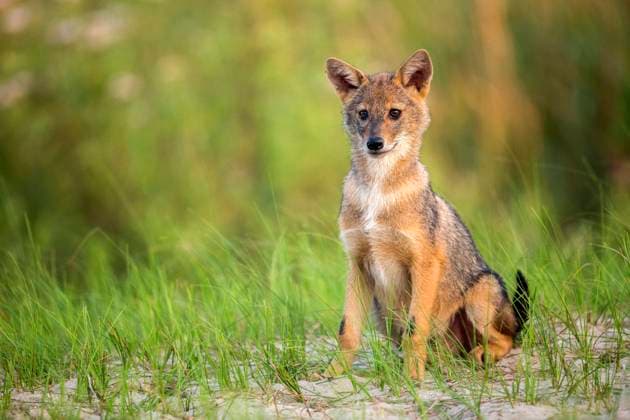 Europaeischer Schakal, Eurasischer Schakal, Europaeischer Gold-Schakal, Europaeischer Goldschakal, Goldschakal, Gold-Schakal (Canis aureus moreoticus, Canis moreoticus), Welpe sitzt im Gras, Vorderansicht, Rumaenien, Donaudelta Eurasian golden jackal, European jackal (Canis aureus moreoticus, Canis moreoticus), whelp sitting on grass, front view, Romania, Danube Delta BLWS694121