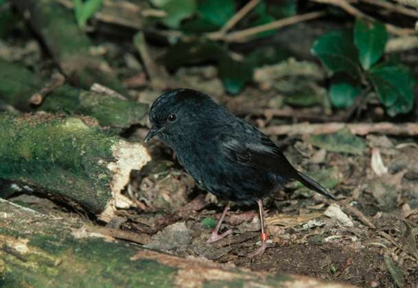 Karure ist Neuseelands Vogel des Jahres, Archivbilder CHATHAM ISLAND ROBIN CHATHAM ISLAND ROBIN ringed bird named Crunch Petroica traversi Critically endangered. About 30 left on Mangare & other sub-Antarctic islands., Credit:ANT Avalon  Copyright: xANTx xAvalonx 0516777007