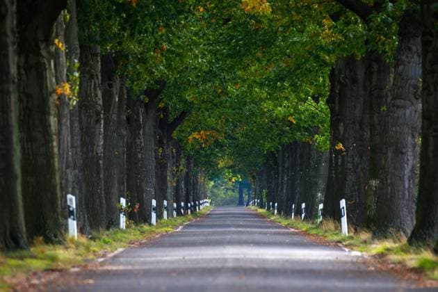 Alleenstrasse DEU Deutschland Sachsen Bluno, 13.10.2023, Allee mit alten Eichenbaeumen bei Bluno in der Lausitz, Symbolfoto Alleenstrasse.