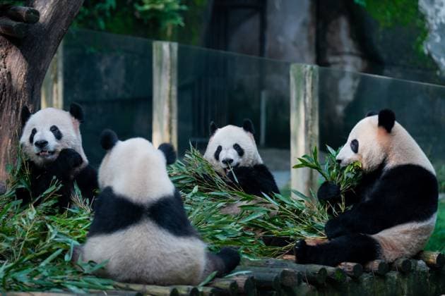 CHONGQING, CHINA - OCTOBER 29: Giant pandas eat bamboo at Chongqing Zoo on October 29, 2023 in Chongqing, China. Copyright: xVCGx 111461794972