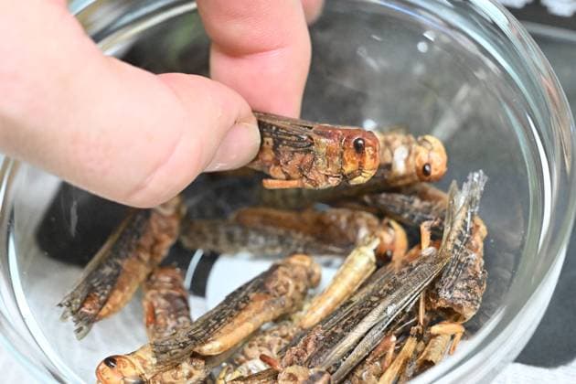 Company Grig, specializing in healthy food with nutritious cricket flour produce edible insects in Brno, Czech Republic, November 17, 2023. Pictured grasshopper insect. (CTKxPhoto VaclavxSalek) CTKPhotoP2023113005863  CTKPhotoP2023113005863
