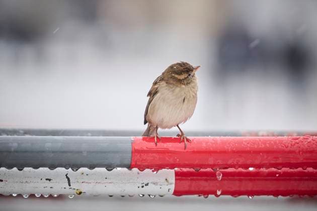 Berlin, Schnee und Winter Ein Spatz sitz auf einem Absperrgitter am Pariser Platz am 06.12.2023 in Berlin. Berlin Berlin Deutschland