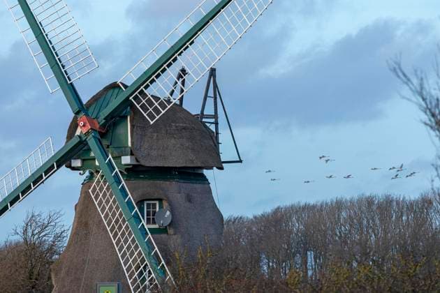 Windmühle Charlotte, fliegende Schwäne, Goldhöft, Geltinger Birk, Gelting, Schleswig-Holstein, Deutschland, Europa Copyright: imageBROKER SiegfriedxKuttig ibxshg10000895.jpg