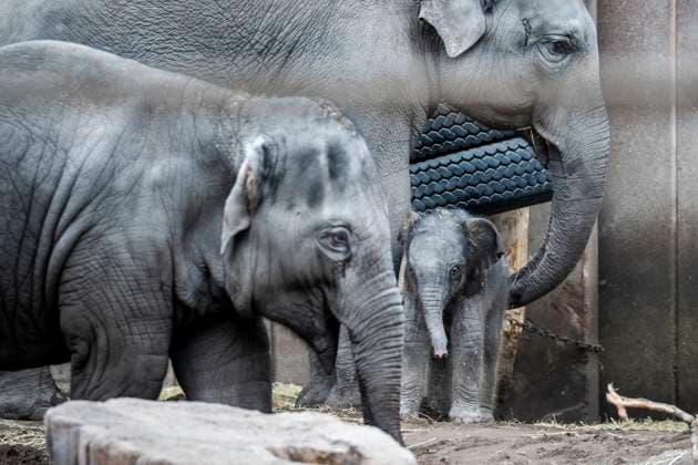Bilder des Jahres 2024, Entertainment 02 Februar Entertainment Themen der Woche KW08 Entertainment Bilder des Tages A new female baby elephant in Copenhagen ZOO, Denmark, Tuesday February 20, 2024. On the night of Tuesday, a baby elephant was born in Copenhagen Zoo. The mother is 16-year-old Maha Kumari and the fathers name is Fahim. The birth of the little cub went naturally with the whole pack involved as helpers. An elephant is pregnant for 22 months, which is the longest in the animal kingdom. A newborn elephant weighs 70-90 kg at birth , Copenhagen Denmark Copyright: RitzauxScanpix IdaxMariexOdgaardx spdk20240220-143640-L