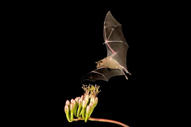Lesser long-nosed bat (Leptonycteris yerbabuenae), feeding on Agave flower, Amado, Arizona. This bat is listed as vulnerable.  Copyright: x AllxCanadaxPhotosx 1990-74392