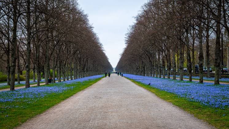 Bilder des Jahres 2024, News 03 März News Themen der Woche KW12 Scilla-Blüten im Georgengarten Zum Frühlingsanfang erblühen die blauen Blüten der Scilla rechts und links der Allee im Georgengarten von Hannover Copyright: xBerndxGüntherx