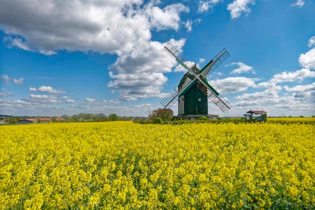 Bockwindmühle, Baujahr 1848, heute in Privatbesitz, 1985 Rekonstruktion, Die 1848 erbaute Mühle wurde bis 1952 zum Mahlen von Getreide verwendet. Frühling, Rapsfelder, Eimersleben, Ostdeuschland, Sachsen-Anhalt, Deutschland,