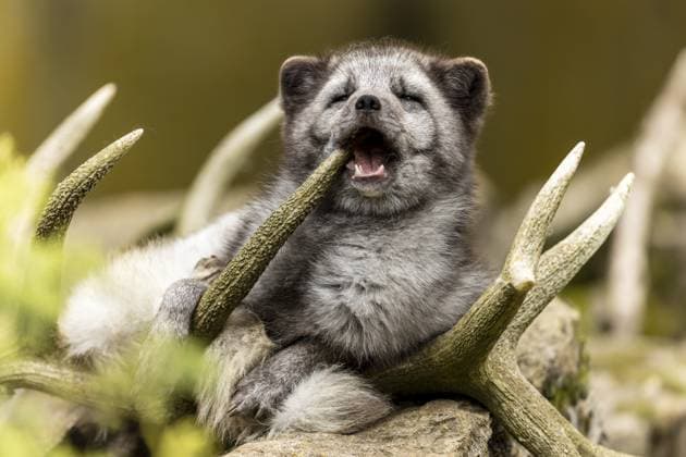 A fox looks like it is laughing while lying in antlers, arctic fox (Alopex lagopus) Copyright: imageBROKER RonaldxWittek ibxron10747698.jpg