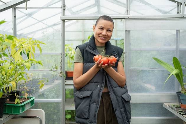 Portrait of smiling woman holding tomatoes in greenhouse model released Copyright: xCulturaxCreativex