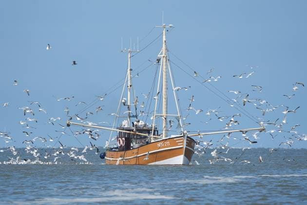 Fischkutter in der Nordsee bei Norderney auf dem Weg in den Hafen wird von Möwen aufgrund des reichlichen Fangs belagert - Norddeich 18.07.2024: Fischkutterfahrt zu den Seehundbänken bei Juist Noderney