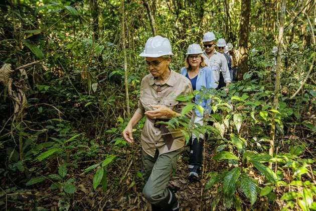 Svenja Schulze (SPD), Bundesministerin fuer wirtschaftliche Zusammenarbeit und Entwicklung, besucht zusammen der brasilianischen Ministerin fuer Umweltschutz und Klima, Marina Silva, die Kooperative der traditionell ansaessigen Bevoelkerung, COOMFLONA im Nationalwald Tapajos Hier bei der Erlaeuterung der Gewinnung von Copaiba-Oel an einem Baum. Nationalwald Tapajos , 19.07.2024. Fotografiert im Auftrag des Bundesentwicklungsministeriums Nationalwald Tapajos Brasilien Copyright: xThomasxImoxBMZxphotothek.dex