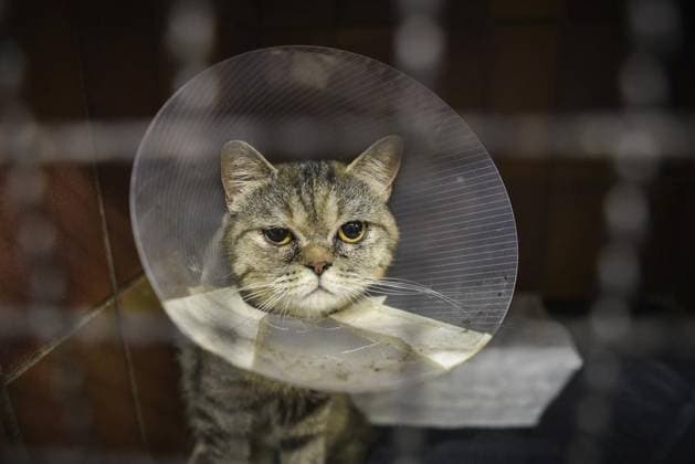 Tierheime in NRW sind überfüllt ** NUR FÜR REDAKTIONELLE ZWECKE ** EDITORIAL USE ONLY **<p>Katze Anuk am Mittwoch, 31. Juli 2024 im Albert-Schweitzer-Tierheim in Essen. Tierheime in NRW sind überfüllt. Deutschland NRW Essen Copyright: SocratesxTassos