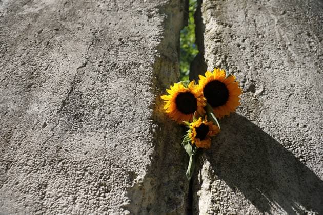 Bilder des Jahres 2024, News 08 August News Themen der Woche KW33 News Bilder des Tages Sonnenblumen stecken in einem Mauersegment anlässlich des 63. Jahrestages des Baus der Berliner Mauer an der Mauergedenkstätte am Griebnitzsee in Potsdam, 13. August 2024. 63 Jahre Mauerbau