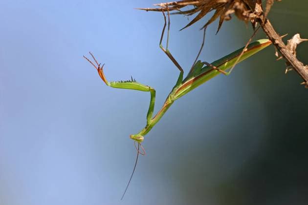 Europaeische Gottesanbeterin, Gottesanbeterin (Mantis religiosa), sitzt auf einer Distel, Deutschland, Baden-Wuerttemberg, Kaiserstuhl European preying mantis (Mantis religiosa), sitting on a thistle, Germany, Baden-Wuerttemberg, Kaiserstuhl BLWS716786