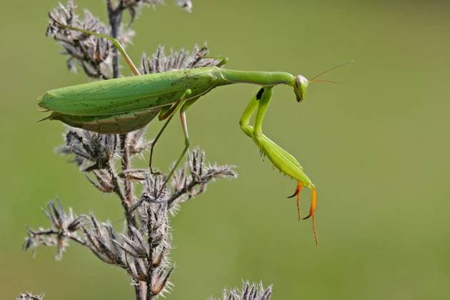 Europaeische Gottesanbeterin, Gottesanbeterin (Mantis religiosa), sitzt auf einer Distel, Deutschland, Baden-Wuerttemberg, Kaiserstuhl European preying mantis (Mantis religiosa), sitting on a thistle, Germany, Baden-Wuerttemberg, Kaiserstuhl BLWS716784