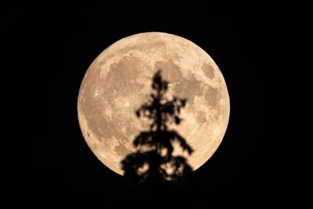 Bilder des Jahres 2024, News 09 September News Themen der Woche KW38 News Bilder des Tages Supermond im Taunus Der aufgehende Vollmond ist hinter der Spitze einer Fichte im Wald am Großen Feldberg zu sehen., Schmitten Hessen Deutschland
