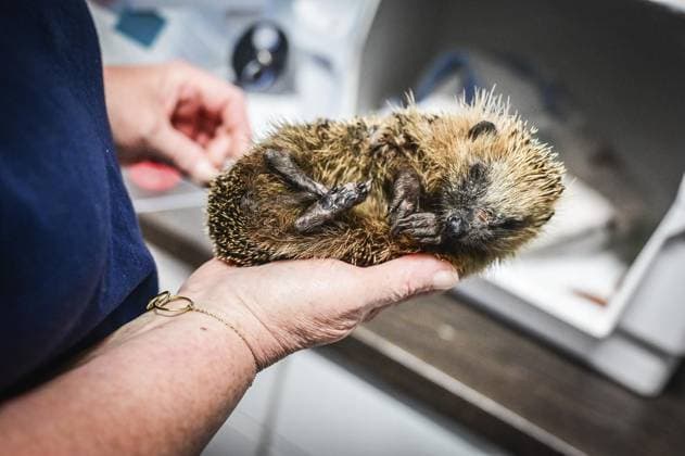 RECORD DATE NOT STATED Haus der Igel in Krefeld ** NUR FÜR REDAKTIONELLE ZWECKE ** EDITORIAL USE ONLY **<p>Ein Igel mit abgemähter Kralle und Wunde an der Nase wird aufgepäppelt im Haus der Igel in Krefeld am Mittwoch, 2. Oktober 2024. Den Igeln geht es immer schlechter. Neben den Gefahren durch Mähroboter und Co. bringt der Klimawandel den Rhythmus der heimischen Wildtiere durcheinander. Besuch bei Haus der Igel in Krefeld. Krefeld Copyright: SvenjaxHanusch