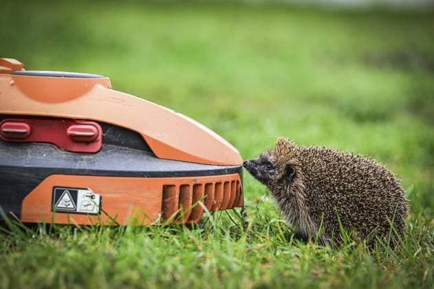 RECORD DATE NOT STATED Haus der Igel in Krefeld ** NUR FÜR REDAKTIONELLE ZWECKE ** EDITORIAL USE ONLY **<p>ein Igel sitzt gegenüber einem Mähroboter vor dem Haus der Igel in Krefeld am Mittwoch, 2. Oktober 2024. Den Igeln geht es immer schlechter. Neben den Gefahren durch Mähroboter und Co. bringt der Klimawandel den Rhythmus der heimischen Wildtiere durcheinander. Besuch bei Haus der Igel in Krefeld. Krefeld Copyright: SvenjaxHanusch