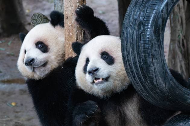 CHONGQING, CHINA - NOVEMBER 16: Giant pandas Xing Xing and Chen Chen play at Chongqing Zoo on November 16, 2024 in Chongqing, China.  Copyright: xVCGx 111530910123