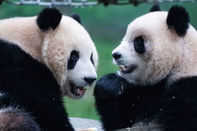 CHONGQING, CHINA - NOVEMBER 16: Giant pandas Yu Ke and Yu Ai play at Chongqing Zoo on November 16, 2024 in Chongqing, China.  Copyright: xVCGx 111530910111