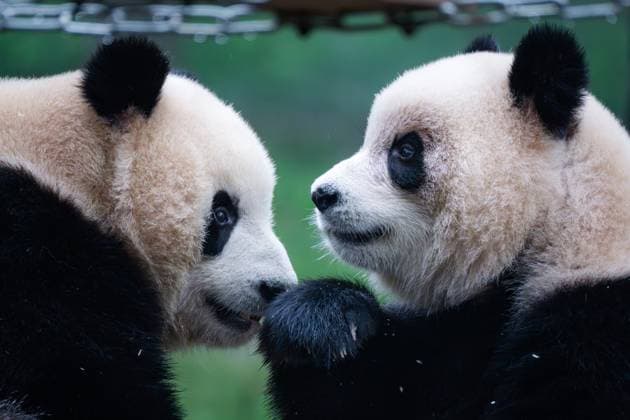 CHONGQING, CHINA - NOVEMBER 16: Giant pandas Yu Ke and Yu Ai play at Chongqing Zoo on November 16, 2024 in Chongqing, China.  Copyright: xVCGx 111530910110