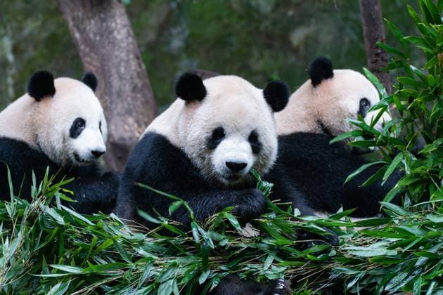 CHONGQING, CHINA - NOVEMBER 16: Giant pandas eat bamboo leaves at Chongqing Zoo on November 16, 2024 in Chongqing, China.  Copyright: xVCGx 111530910103