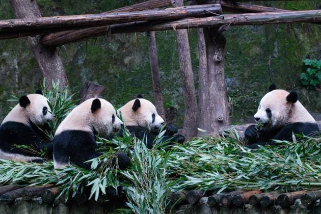 CHONGQING, CHINA - NOVEMBER 16: Giant pandas eat bamboo leaves at Chongqing Zoo on November 16, 2024 in Chongqing, China.  Copyright: xVCGx 111530910102