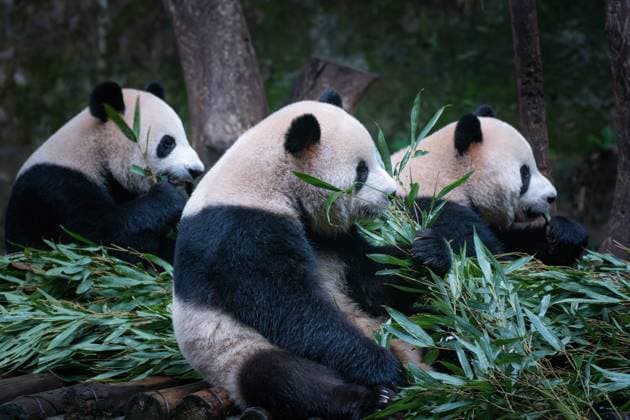 CHONGQING, CHINA - NOVEMBER 16: Giant pandas eat bamboo leaves at Chongqing Zoo on November 16, 2024 in Chongqing, China.  Copyright: xVCGx 111530910101