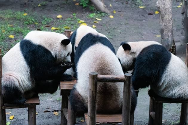 CHONGQING, CHINA - NOVEMBER 16: Giant pandas eat fruits at Chongqing Zoo on November 16, 2024 in Chongqing, China.  Copyright: xVCGx 111530910100
