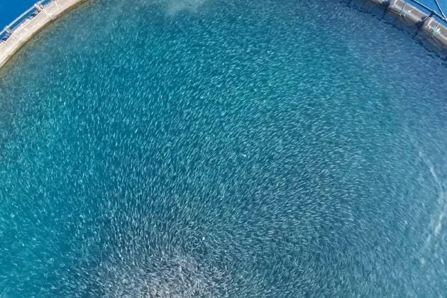 Fish farm in the sea, fenced with round net., Fish farm in the sea, fenced with a round net., Fish farm in the sea, fenced with a round net., 02.10.2024, Copyright: xluyagx Panthermedia38010251.jpg