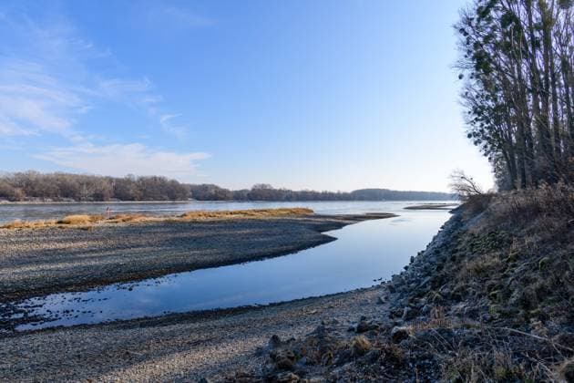 regelsbrunn, austria, 03 march 2025, low water at the danube river in the national park donauauen , willow trees