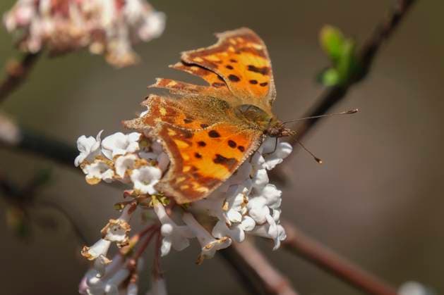 C-Falter (Polygonia c-album, Syn.: Nymphalis c-album) ist ein Schmetterling (Tagfalter) aus der Familie der Edelfalter (Nymphalidae), hier im Forstbotanischen Garten in Köln.