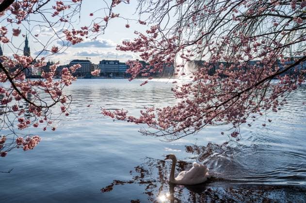 Bilder des Jahres 2025, News 04 April News Bilder des Tages Deutschland, Hamburg, 01.04.2025: Kirschblüten blühen an der Hamburger Binnenalster während ein Schwan am Ufer schwimmt. Kirschblüte an der Hamburger Binnenalster