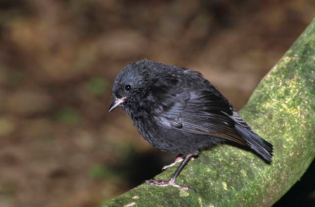 Karure ist Neuseelands Vogel des Jahres, Archivbilder Black robin ( Petroica traversi ) New Zealand Endemic Black robin (Petroica traversi) New Zealand endemic. Endangered species,  Copyright: xRobinxBushx xAvalonx 0641411959