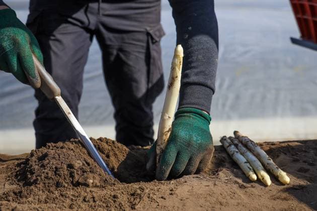 Bilder des Jahres 2025, News 04 April News Themen der Woche KW15 News Bilder des Tages Themenfoto: Beginn der Spargelernte in Nordrhein-Westfalen, Deutschland, Europa Nordrhein-Westfalen Deutschland