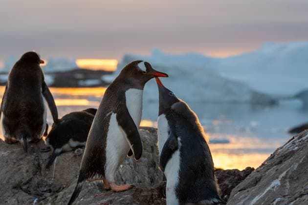 Gentoo penguins in Antarctica. Wild nature Vernadsky Research Base, Antarctica R_HYVK250415A-1705492-01