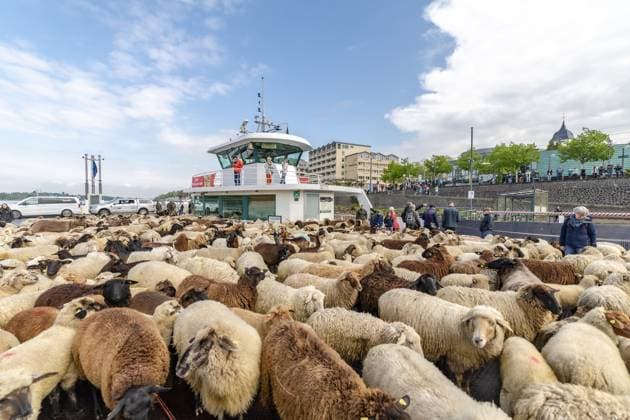 Bilder des Jahres 2025, News 04 April News Themen der Woche KW17 News Bilder des Tages Schafherde überquert mit Fähre über den Rhein - Bonn, 22.04.2025 Eine Wanderschafherde am Bonner Rheinufer. Unter der Leitung von Schäfer Johannes Bois zieht die Herde bestehend aus rund 500 Schafe, Ziegen und vier Esel von der Bonner Rheinaue nach Mehlem, wo sie mit der Rheinfähre nach Königswinter übersetzen. Von dort geht es Richtung Köln zu weiteren Weideplätzen. Bonn Mehlem NRW Deutschland Copyright: xBonn.digitalx xMarcxJohnx