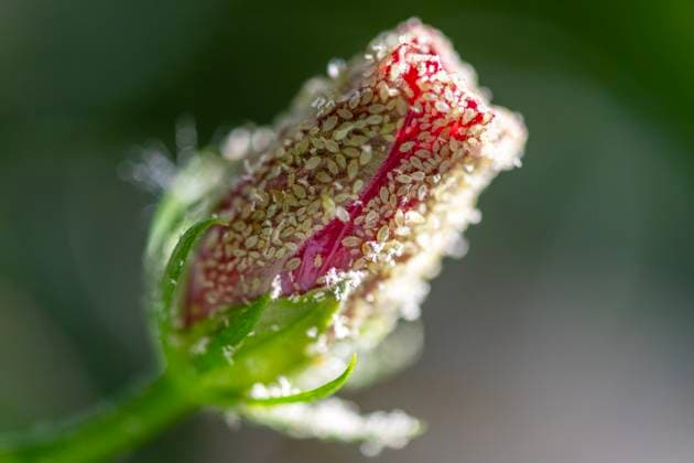 Schädlinge im Garten. Blattlaus-Ansammlung auf einer Kamelienblüte. Königswinter Nordrhein-Westfalen Deutschland