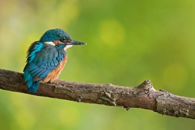im Frühsommer... Eisvogel ( Alcedo atthis ), frisch ausgeflogener Jungvogel, noch mattes Gefieder, wirkt noch schüchtern, abwartend, muss jetzt selbstständig werden, heimische Natur