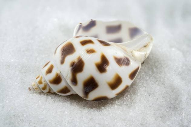 Eine wunderschöne Leopard Volute Muschel mit einem auffälligen Muster aus Braun und Weiß, die auf einem Bett aus weißem Sand ruht, Odessa, Ukraine, Europa A beautiful Leopard Volute shell with a striking pattern of brown and white, resting on a bed of white sand, Odessa, Ukraine, Europe Copyright: imageBROKER SerhiixZarev ibxiqx13773085.jpg