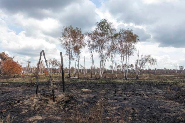 Bilder des Jahres 2025, News 07 Juli Sachsenforst lädt Pressevertreter zur Fotoberichterstattung nach Waldbrand in die Gohrischheide ein.