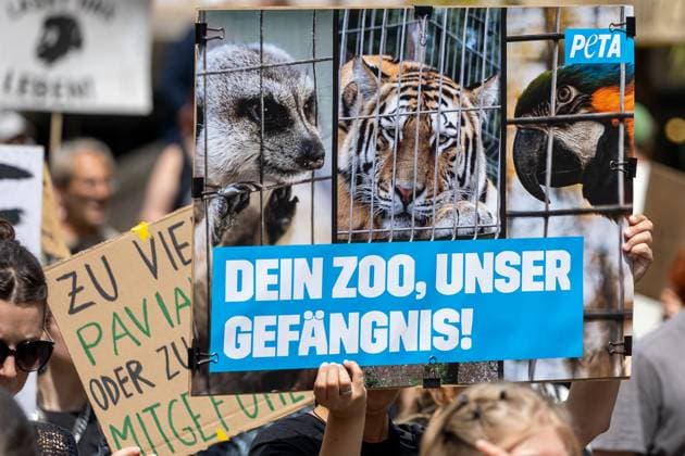 Protest Demonstration gegen Tötung von Pavianen im Tiergarten, Nürnberg, 2607.2025 Teilnehmende einer Demonstration in Nürnberg halten ein Plakat der Tierschutzorganisation PETA mit der Aufschrift Dein Zoo, unser Gefängnis!. Das Schild zeigt Bilder von Tieren hinter Gittern darunter ein Erdmännchen, ein Tiger und ein Papagei und richtet sich gegen die Haltung von Wildtieren in Zoos. Nürnberg Altstadt - Saint Sebald Bayern Deutschland