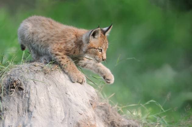 Creative Highlights World RECORD DATE NOT STATED verspielt... Eurasischer Luchs ( Lynx lynx ), junger Luchs trainiert, übt auf einem kleinen Erdhügel seine Stärke und Geschicklichkeit, Serie Tierkinder, lustige Tierbilder, heimische Natur, captive