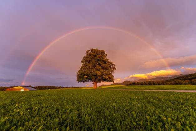 Bilder des Jahres 2025, News September 09 Regenbogen in Bayern Ein Regenbogen ist am Abend am Himmel über einem Baum zu sehen., Frasdorf Bayern Deutschland