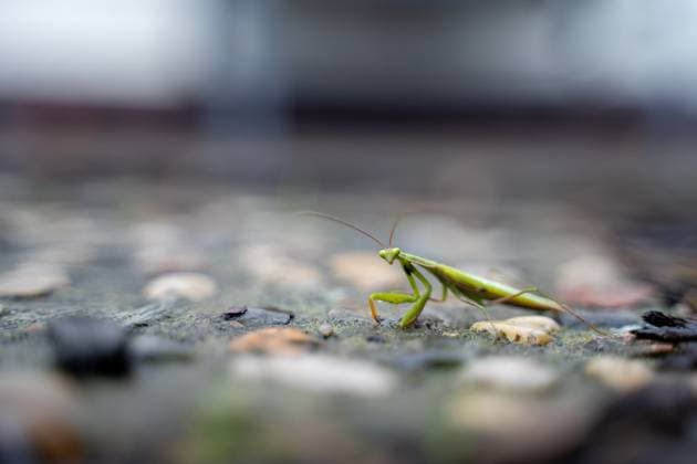 Themenbild - Eine Gottesanbeterin (Mantis religiosa) sitzt gut getarnt im Garten., 16.09.2025 Themenbild - Eine Gottesanbeterin (Mantis religiosa) sitzt gut getarnt im Garten., 16.09.2025 Gut getarnt lauert eine Gottesanbeterin (Mantis religiosa) im Garten in Deutschland. Um die Ausbreitung dieser unter Naturschutz stehenden Art zu verfolgen, bittet das Landesamt fuer Umweltschutz um Meldungen von Beobachtungen. Copyright: xEibner-Pressefoto JonasxLohrmannx EP_JLN