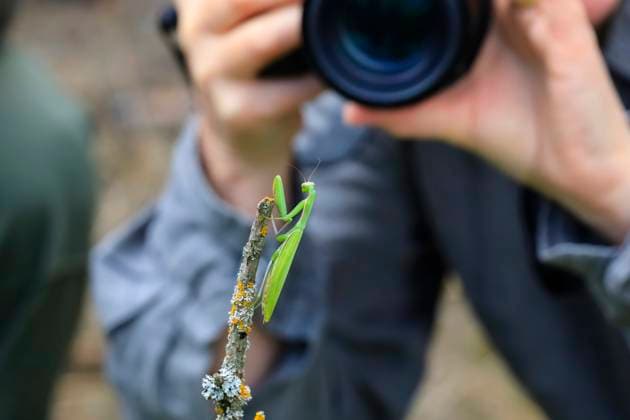 Praying mantis on branch photographed by woman outdoors in Germany model released, Symbolfoto, JTF02599