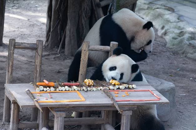 CHONGQING, CHINA - OCTOBER 01: Giant pandas Xingxing and Chenchen enjoy the special treats to celebrate the National Day at Chongqing Zoo on October 1, 2025 in Chongqing, China. Copyright: xVCGx 111594391833