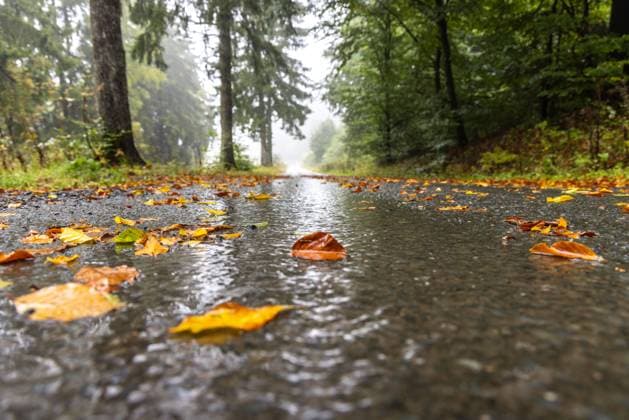 Sturmtief Detlef im Taunus Bei Regen und Wind sind zahlreiche Blätter im Taunus von den Bäumen herabgefallen., Schmitten Hessen Deutschland
