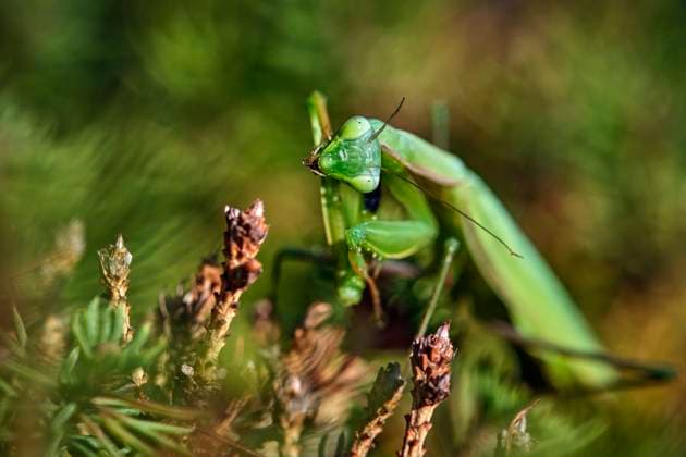 Europäische Gottesanbeterin ( Mantis religiosa ). Europäische Gottesanbeterin ( Mantis religiosa ). 20251003MIC0372