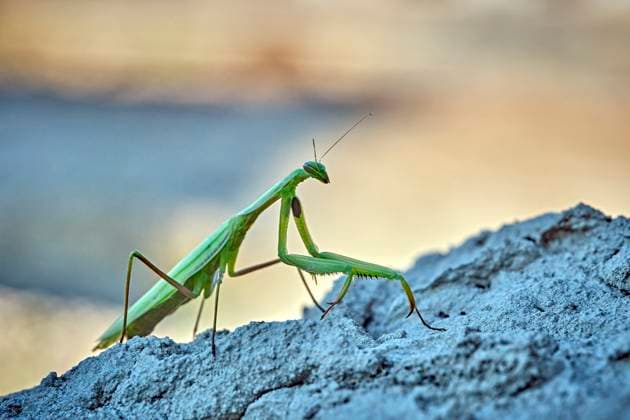 Europäische Gottesanbeterin ( Mantis religiosa ). Europäische Gottesanbeterin ( Mantis religiosa ). 20251003MIC0070